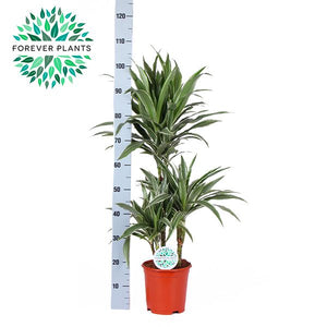 Striped Dragon Tree ‘Warneckii’ – 21cm Pot, 90cm Tall