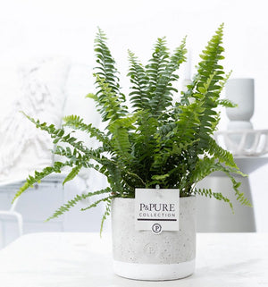 Green Boston Fern (Nephrolepis exaltata) – 12cm Pot
