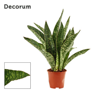 Snake Plant (Sansevieria trifasciata) – 14cm Pot
