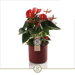White Anthurium 'Champion' – 12cm Ceramic Pot