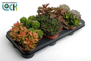 Mixed Autumn Succulent – 10.5cm Pot