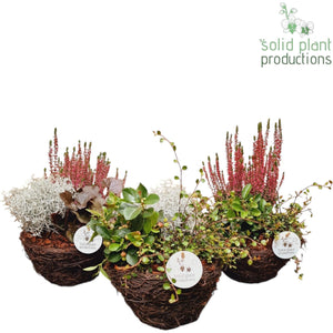 Salim Plant Arrangement – 20cm Pot