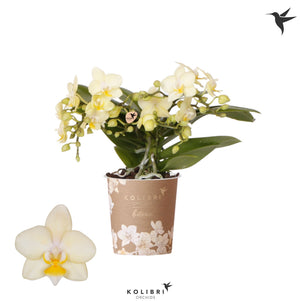 Yellow Phalaenopsis Orchid – 9cm Pot, 4 Spikes