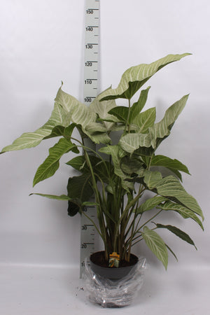 Xanthosoma lindenii ‘Mint’ – 24cm Pot, 120cm Height