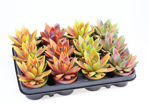Echeveria ‘Rainbow Chameleon’ – 8.5cm Pot