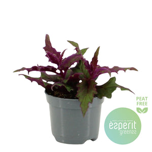 Purple Passion Plant (Gynura aurantiaca) – 8.5cm Pot