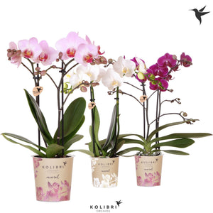 Mixed Phalaenopsis Orchid – 2 Stem, 9cm Pot