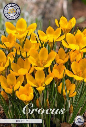 Crocus ‘Dorothy’ Spring Flower Bulbs – 5/6