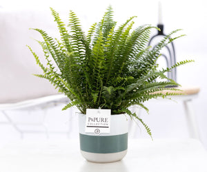 Green Boston Fern (Nephrolepis exaltata) – 12cm Pot