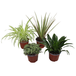 Mixed Green Houseplant – 12cm Pot, Approx. 25cm