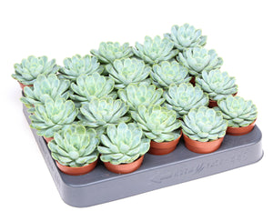 Echeveria Elegans Succulent – 5.5cm Pot