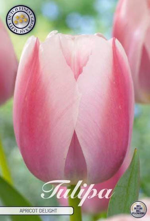 Tulip ‘Apricot Delight’ Flower Bulbs – 7 Bulbs