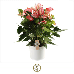 Red Anthurium (Anthurium andraeanum) – 21cm Pot