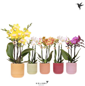 Mixed Phalaenopsis Orchid – 9cm Ceramic Pot, 40cm