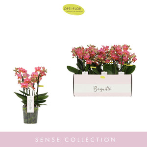 Orange Phalaenopsis Orchid – 12cm Pot, 35cm High