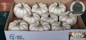Baby Boo Ornamental Pumpkins – 9 Pack