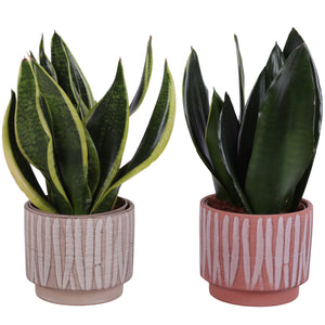 Snake Plant (Sansevieria trifasciata) – 14cm Pot