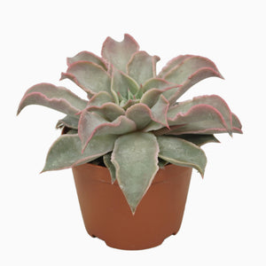 Echeveria Maradiba Succulent – 10.5cm Pot