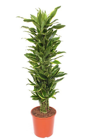 Branched Corn Plant (Dracaena fragrans) – 30cm Pot, 150cm High