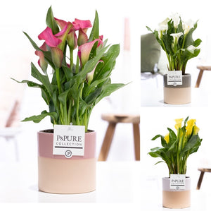 White Zantedeschia Calla Lily – 12cm Ceramic Pot