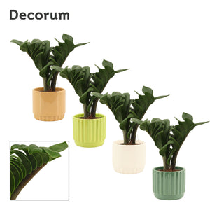 ZZ Plant (Zamioculcas zamiifolia ‘Zenzi’) – 9cm Pot