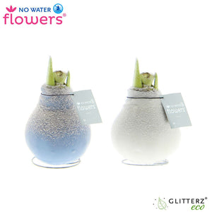 Waxed Hippeastrum Bulb – Mixed Colours