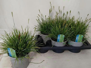 Blue Moor-Grass (Sesleria caerulea) – 17cm Pot