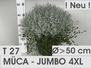 Cushion Bush (Leucophyta brownii) – 27cm Pot