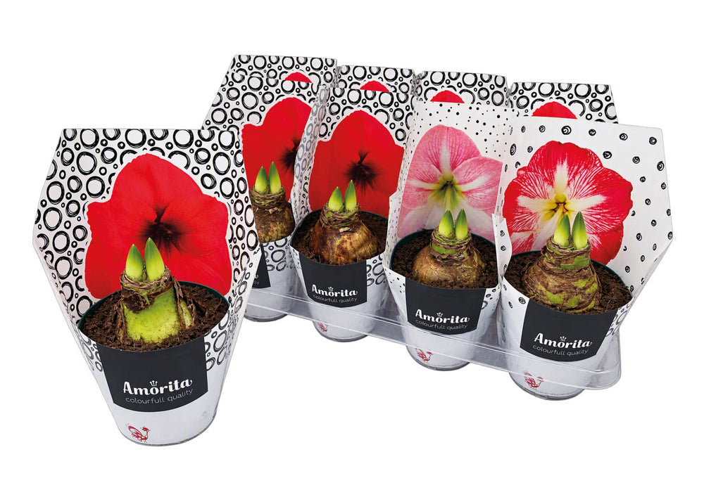 Mixed Hippeastrum (Amaryllis) – 14cm Pot