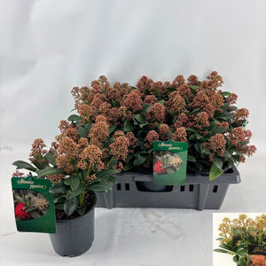 Skimmia japonica 'Delight' – 15cm Pot