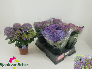 Blue Hydrangea (Hydrangea macrophylla) – 14cm Pot