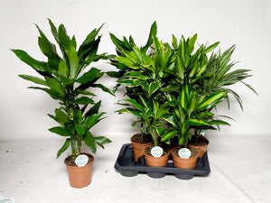 Dracaena fragrans ‘Deremensis’ – 17cm Pot, 85cm