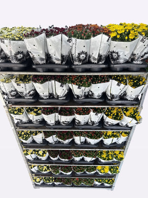 Chrysanthemum ‘Homerun’ Mix – 14cm Pot