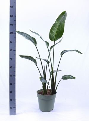 White Bird of Paradise (Strelitzia nicolai) – 27cm Pot