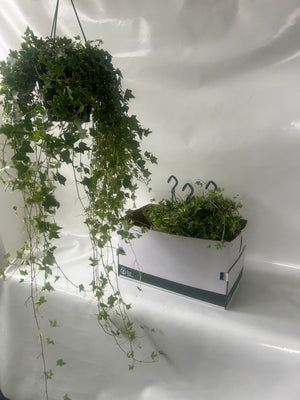 English Ivy (Hedera helix) Hanging Plant – 19cm Pot