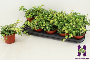 Golden Jytte English Ivy (Hedera helix) – 12cm Pot
