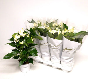 White Anthurium ‘White Champion’ – 14cm Pot