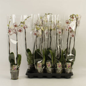 Phalaenopsis Calypso Orchid – 12cm Pot, 70cm High