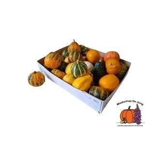Mixed Ornamental Gourds (Cucurbita pepo)