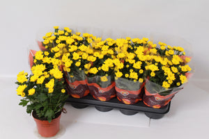 Yellow Chrysanthemum – 12cm Pot, 26cm High