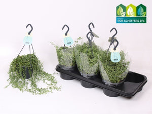 String of Pearls (Senecio herreianus) – 14cm Pot