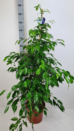Ficus benjamina ‘Exotica’ – 27cm Pot, 150cm Tall