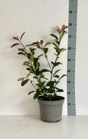 Red Robin Photinia (Photinia × fraseri) – 22cm Pot