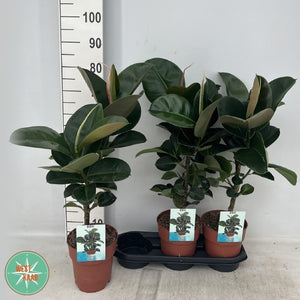 Ficus El Cloe Standard Houseplant – 19cm Pot