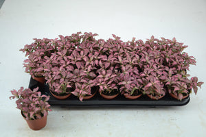 Fittonia ‘Revolution’ – 8.5cm Pot