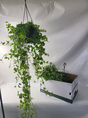 Hedera Helix ‘Kolibri’ Ivy – 19cm Pot