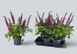 Pink Salvia ‘Lake Flaming’ – 17cm Pot