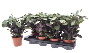 Ctenanthe Amagris Prayer Plant – 12cm Pot