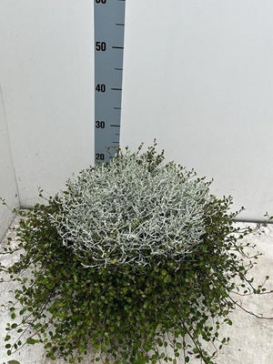Calocephalus and Muhlenbeckia Mixed Garden Plant – 23cm Pot