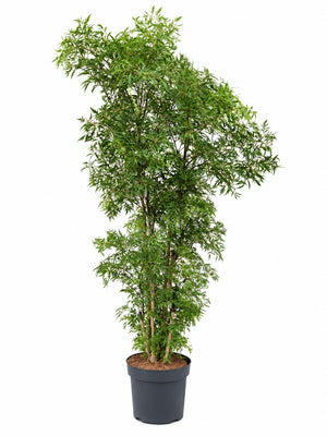 Ming Aralia (Polyscias fruticosa) – 24cm Pot, 155cm Tall